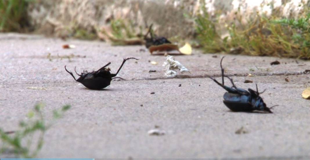 O illerde yaşayanlar dikkat: İstila başladı! Hava kararınca ortaya çıkıp evlerin içine kadar giriyorlar! 5